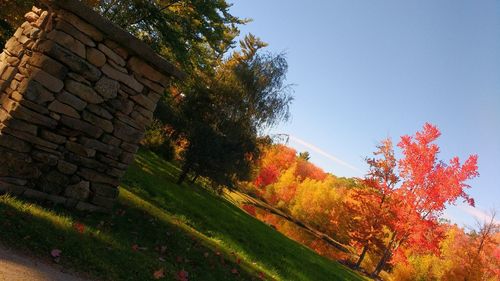 Trees in autumn