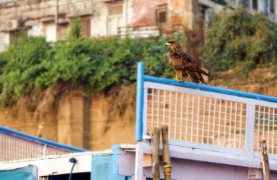 Black kite, a species of hawk or accipitridae , also known as yellow billed kite bird on a fence