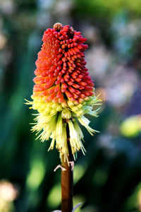 Close-up of red flower