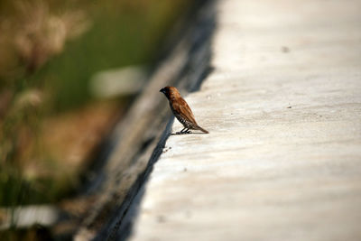 Close-up of bird on the floor