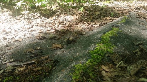 Plants growing on rocks