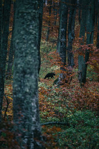 Trees in forest during autumn