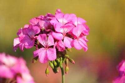 Close-up of pink flowering plant