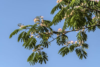 Low angle view of tree against clear blue sky