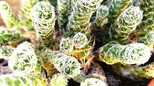 Close-up of succulent plant