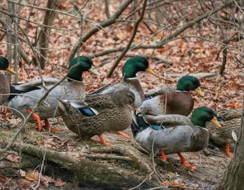 Pigeons perching on a tree