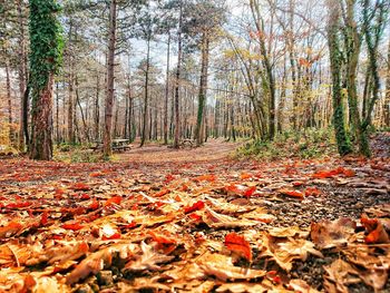 Autumn leaves in forest
