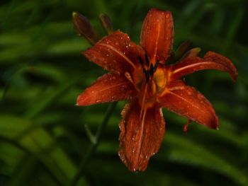 Close-up of wet orange flowering plant