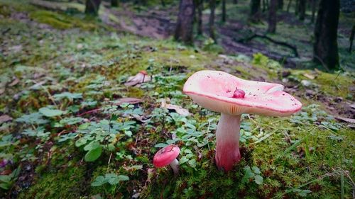 Close-up of fly agaric mushroom