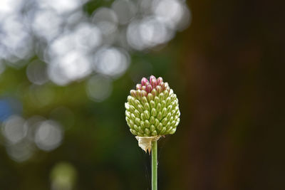 Close-up of allium flower