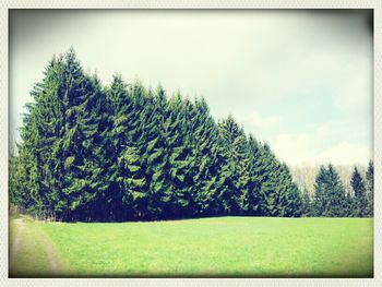 Scenic view of grassy field against sky