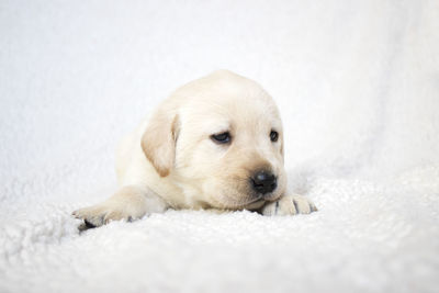 Close-up of puppy relaxing on rug