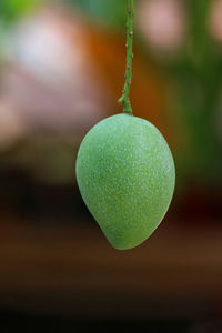 Close-up of fruit hanging on plant