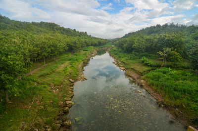 Scenic view of stream amidst trees against sky