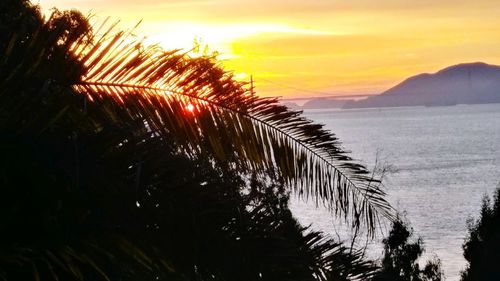 Close-up of palm tree by sea against sky