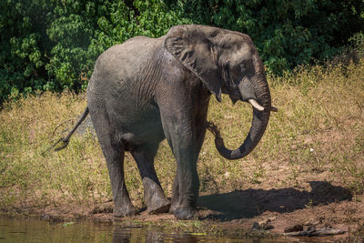 Elephant walking by lake on sunny day