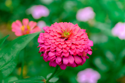 Close-up of pink flower