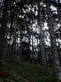Trees in forest