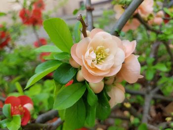 Close-up of rose plant