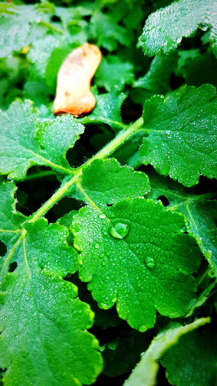 leaf, green color, close-up, growth, water, drop, freshness, wet, plant, nature, leaf vein, beauty in nature, fragility, high angle view, leaves, dew, day, green, no people, natural pattern