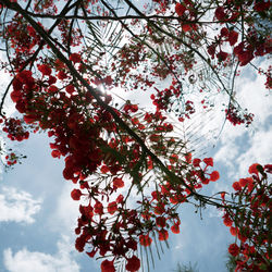 Low angle view of cherry tree against sky