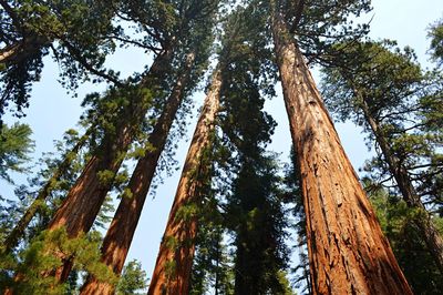 Low angle view of trees against sky