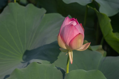 Close-up of pink lotus water lily