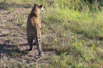 View of a cat on field