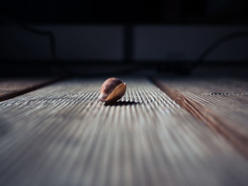 Close-up of shell on wooden plank