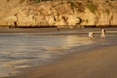 View of birds on shore
