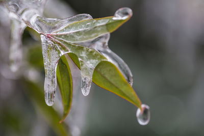 Close-up of water drops on leaf