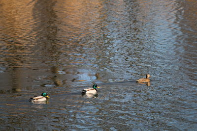 Ducks swimming in lake