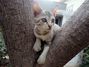 Portrait of cat sitting on tree trunk