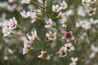 Close-up of pink cherry blossoms