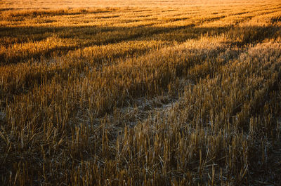 Rural landscape, agricultural natural background with copy space. mown wheat field with rows 