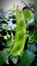 Close-up of water drops on leaf