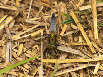 Close-up of insect on grass
