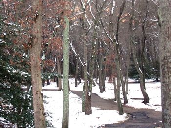 Trees in snow covered forest