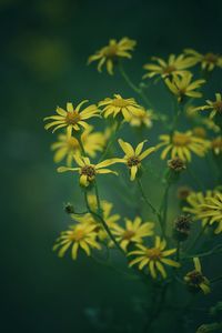 Close-up of yellow flowering plant