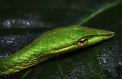 Close-up of green lizard on leaf