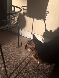 High angle portrait of dog at home