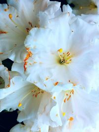 Full frame shot of flowers