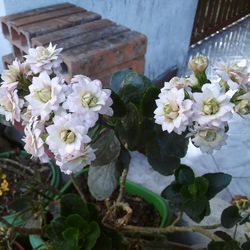 Close-up of white flowers blooming outdoors