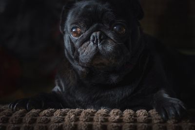 Close-up portrait of pug