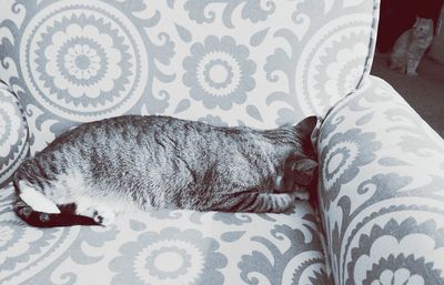 Close-up of cat lying on bed