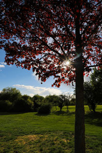 Trees on field against sky