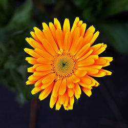 Close-up of yellow flower