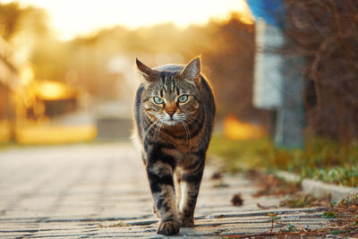 Bengal cat on sidewalk