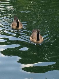 Swan swimming in lake