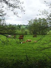 Cows grazing on field against sky